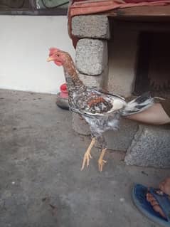 9 male rooster for sale