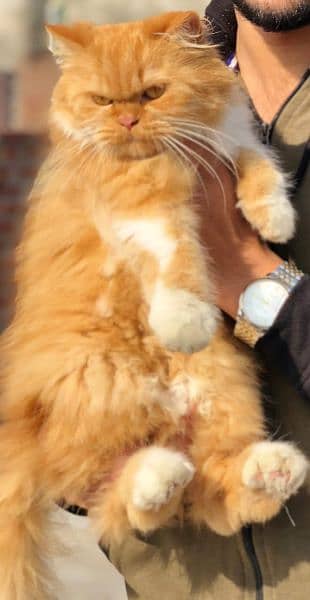 Persian bicolor matted pregnant female cat 2