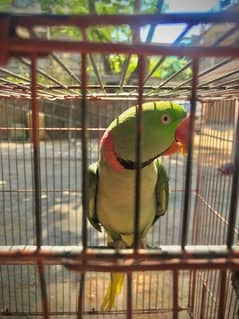 Parrot For Sale Talking Mithu