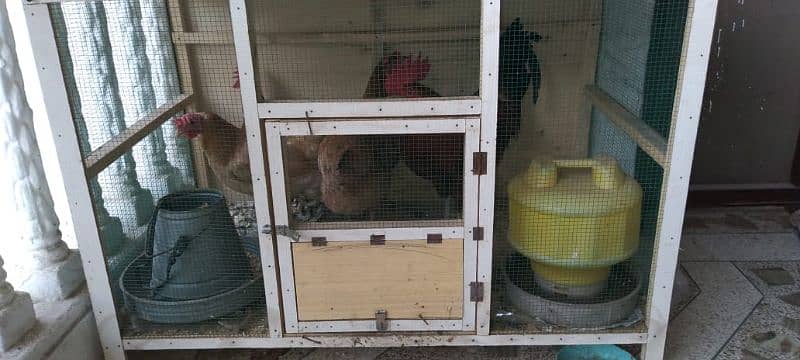 1 murga 3 golden misri murga with cage and feed box water box 1