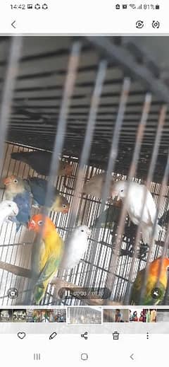 love birds and cats kittens for sale