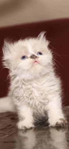 Punch face blue eyes Himalayan kitten for sale. Healthy and active.