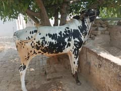 Bull for sale Qurbani
