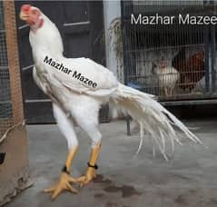 Indian parrot beak long tail aseel chicks available 0