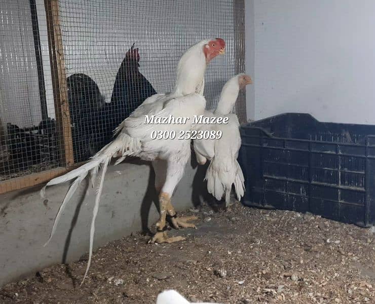 Indian parrot beak long tail aseel chicks available 9