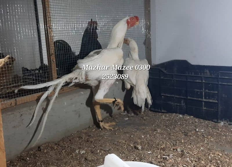Indian parrot beak long tail aseel chicks available 12