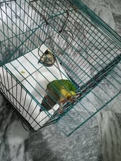 Green Cheek Conure play full no bite healthy and tamed