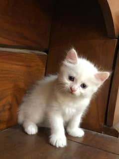 Persian cats/kittens for sale odd eyes