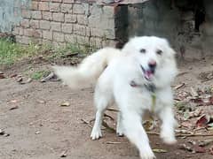 RUSSIAN DOG  MALE PURE BREAD