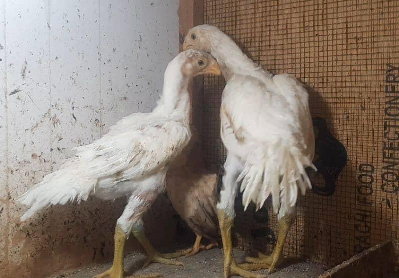 Indian parrot beak long tail aseel chicks available 3