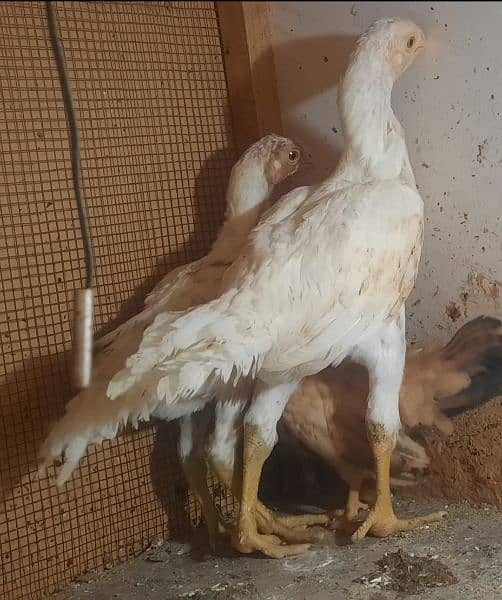 Indian parrot beak long tail aseel chicks available 5