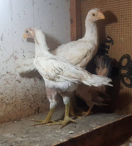 Indian parrot beak long tail aseel chicks available 6