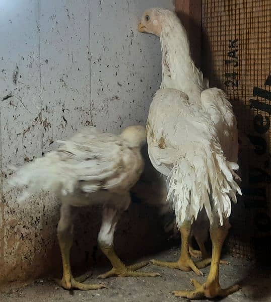 Indian parrot beak long tail aseel chicks available 7