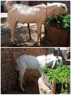 2/ Rajanpuri Goats /for Sale For /Qurbani 2024
