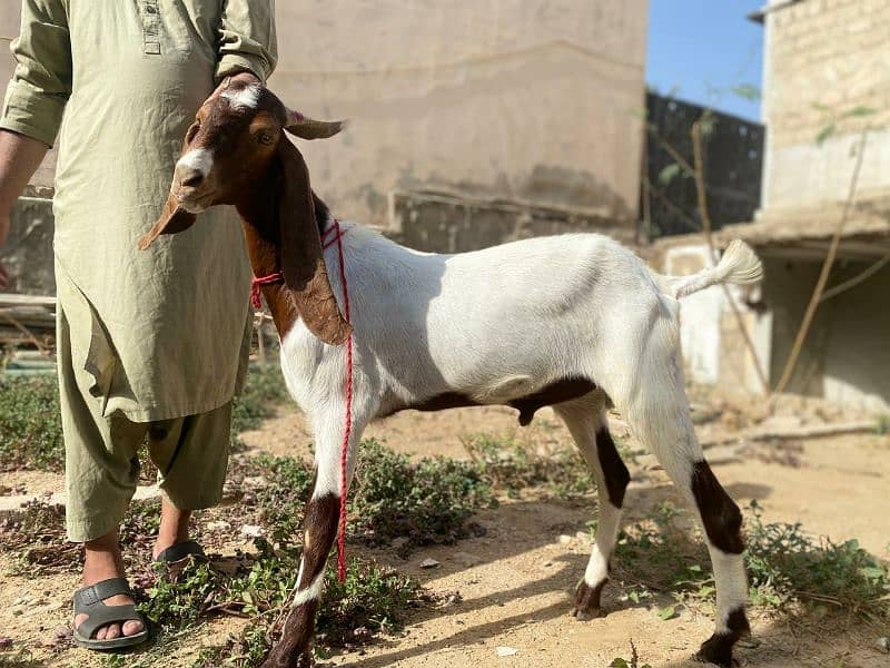 2 dant khassi Goats 0