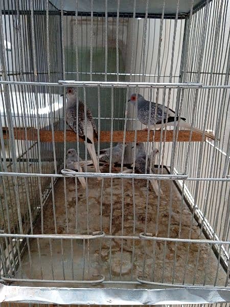 Common Dove 4