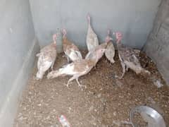 Turkey birds for sale