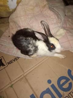 Male rabbit for sale