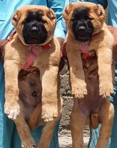 Kurdish Kangal security dog 2 month pair for sale