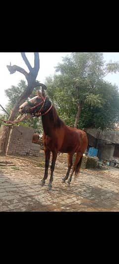 Pure desi female horse 03036050465 WhatsApp number