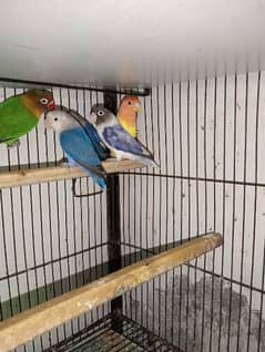 healthy active birds and hens for sale