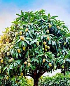 mango Farm