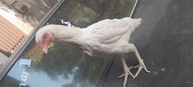 Aseel heera hen for sale. good quality. price can be negotiated
