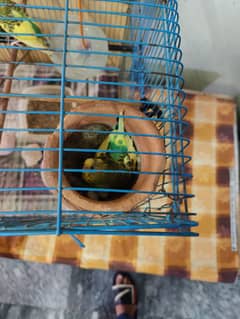 Australian Parrots for Sale with Custom Wooden and Metal Cages