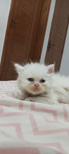 persian female white colour 3 couted