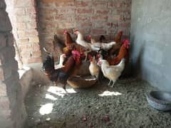 Desi Hens For Sale Murgiyaan Hens Golden Hens Eggs Laying Hens