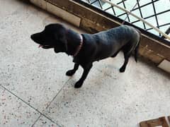 Labrador female black