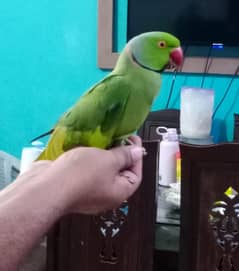 Green Ringneck Parrot Semi Hand Tamed