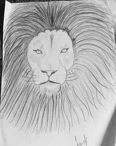 Pencil Lion sketch