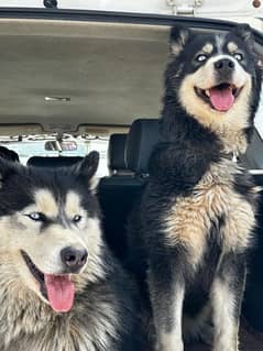 siberian husky male 16 month female 9 month ready for breed