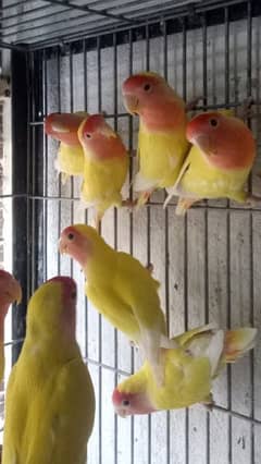 common loteeno red aye adult pieces for sale 03145141413