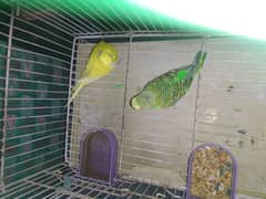 yellow female male colour ful