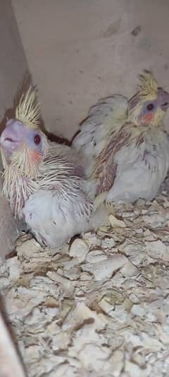 chicks and self pathay for sale 0