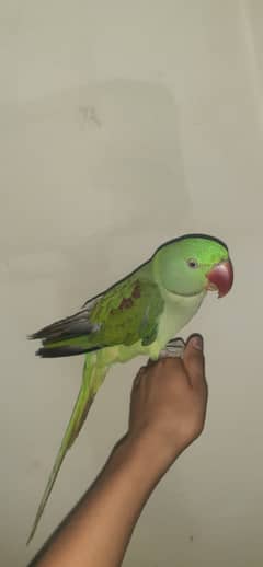 Raw breeder female talking parrot fully hand tame