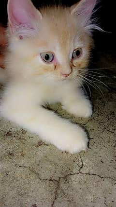 CAT. PERSIAN CAT. SWEET CAT. HOME CAT. BABY CAT. HOME ANIMAL