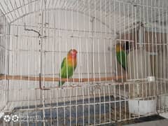 Green fishers adult pair with cage