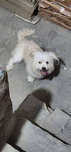 poodle dog white dog