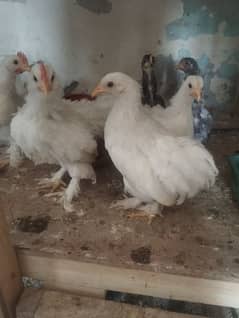 ßantan chicks