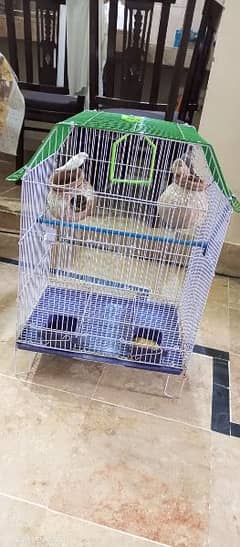 3 PCs finches with cage