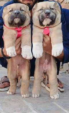 Kurdish kangal dog male and female age 2 month available for sale 0