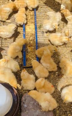Golden buff chicks for sale