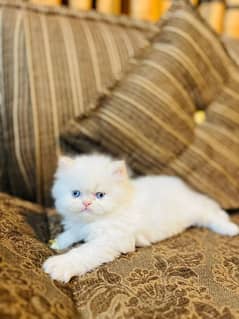 Persian Kittens