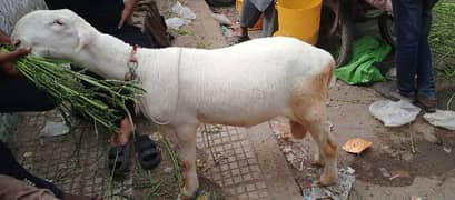 beautiful gulabi Mundra sheep
