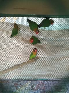 fisher parrots (6 pieces)