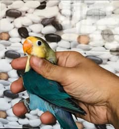 Parblue/Ino 2 breeder pairs total 4 birds for sale