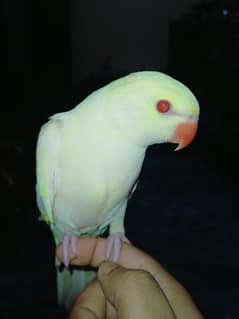HandTame parrot red eyes
